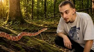 Miniature : Le Serpent des Blés : Le plus beau serpent pour débuter ? 🐍