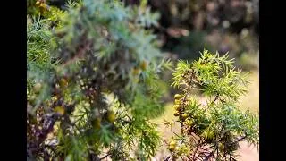 Miniature : Le secret derrière mes sons de la nature ! (En coulisses)