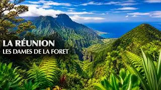 Miniature : La Réunion : Le Combat des Gardiennes de la Forêt | Documentaire AMP
