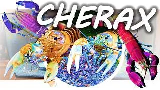 Miniature : LECREVISSES CHERAX en aquarium (120L) : les nourrir GRATUITEMENT ?