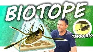 Miniature : Aquarium biotope LOW-TECH pour l'été