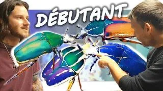 Miniature : Cétoine MTU : Le coléoptère IDÉAL pour débuter (Autorisé en France / Interdit au Canada)