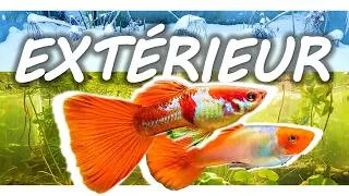Miniature : BASSIN 500L pour GUPPYS : le cycle annuel (Partie 1)