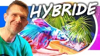 Miniature : BETTA 🤩 Aquarium dans la JUNGLE 😱 DIY Biotope Hybride