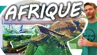 Miniature : Aquarium BIOTOPE AFRICAIN pour un POISSON-PAPILLON D'EAU DOUCE