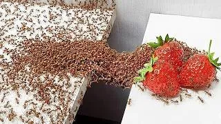 Miniature : 1 000 Fourmis vs. Obstacles