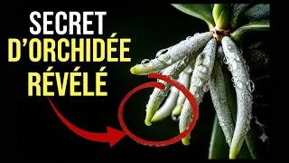 Miniature : Cette plante boit l'eau de l'air... et personne ne sait pourquoi