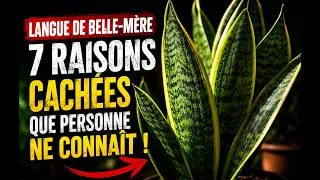 Miniature : Cette plante est quasiment impossible à tuer… voici pourquoi