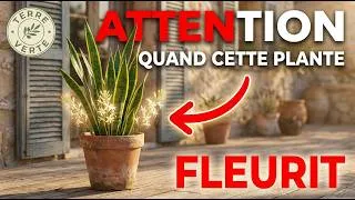 Miniature : Le Secret Caché De La Langue De Belle-Mère : Pourquoi Elle Fleurit Chez Vous