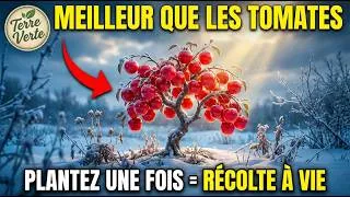 Miniature : Mieux Que La Tomate : L'Arbre Qui Produit 1500 Kg De Fruits Et Vit 20 Ans Sans Replanter