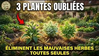 Miniature : Ne Désherbez Plus Jamais : 3 Plantes Pour Un Jardin Propre Sans Effort
