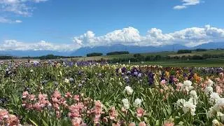 Miniature : À la découverte de notre partenaire Château de Vullierens - Le Jardin des Iris