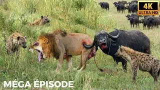 Miniature : S’Adapter ou Mourir | L’Affrontement le Plus Brutal entre Lions et Buffles | DOCUMENTAIRE ANIMALIER