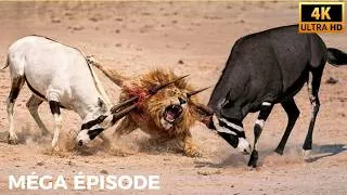 Miniature : Quand un Lion est Attaqué par de Longues Cornes, Que se Passe-t-il Ensuite ? DOCUMENTAIRE ANIMALIER