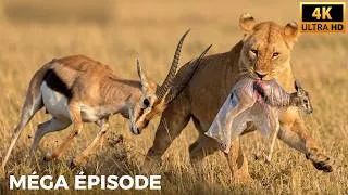 Miniature : LIONS D’AFRIQUE | Une Rencontre Mortelle dans la Nature Sauvage | DOCUMENTAIRE ANIMALIER