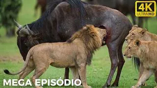 Miniature : KENYA SAUVAGE | Quand les Règles de la Survie Changent | DOCUMENTAIRE ANIMALIER