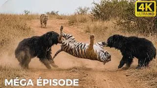 Miniature : KENYA SAUVAGE | La Vie au Milieu des Prédateurs les Plus Mortels | DOCUMENTAIRE ANIMALIER