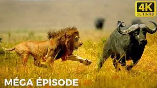 Miniature : AFRIQUE SAUVAGE | Le Combat Impitoyable des Prédateurs pour la Survie  | DOCUMENTAIRE ANIMALIER