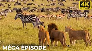 Miniature : SAVANE AFRICAINE | Du Désert Brûlant aux Immenses Prairies Sauvages | DOCUMENTAIRE ANIMALIER