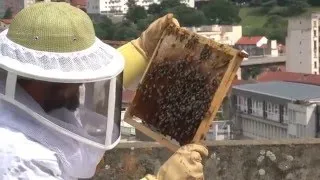 Miniature : Apiculture urbaine