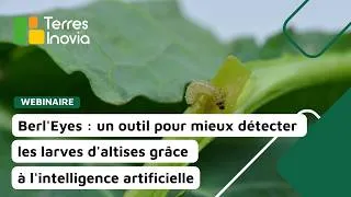 Miniature : Berl'Eyes : un outil pour mieux détecter les larves d'altises grâce à l'intelligence artificielle