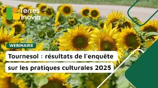 Miniature : Tournesol : résultats de l'enquête sur les pratiques culturales 2025