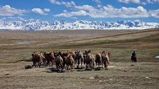 Miniature : Kirghizistan confidentiel : vivre la transhumance avec un chamelier nomade