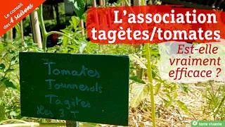 Miniature : Faut-il vraiment associer les tagètes avec les tomates ? Le conseil des 4 Saisons