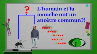 Miniature : Nous avons un ancêtre commun avec la mouche?! (07/2025)