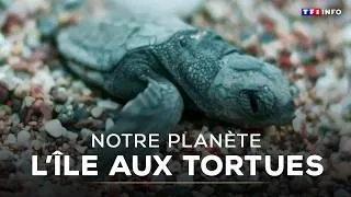Miniature : 🐢 L'île aux tortues｜TF1 INFO