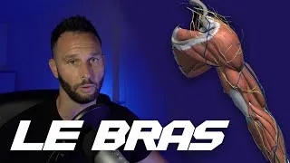 Miniature : L'ANATOMIE DU BRAS (biceps et triceps)