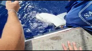 Miniature : On libère le requin pour qu'il reparte vers d autres aventures sous marines