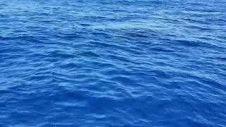 Miniature : La belle surprise du jour avec une superbe Baleine et son petit...