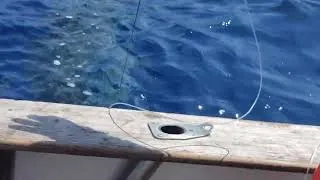 Miniature : Derniers efforts pour capturer le requin