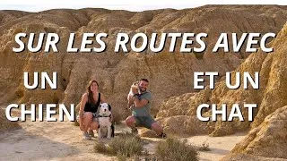 Miniature : Comment voyager avec un chat et un chien en fourgon aménagé ?