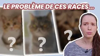 Miniature : Pourquoi je n’aurais jamais ces 3 races de chats...