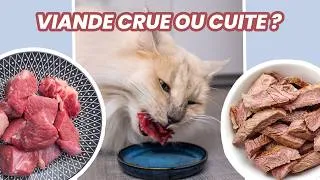 Miniature : Peut-on donner de la viande à son chat ?