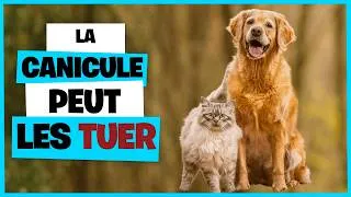 Miniature : Canicule animaux : ce que vous ignorez et qui peut les tuer