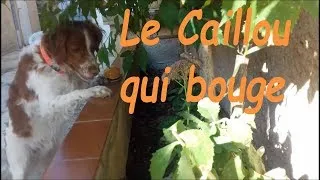 Miniature : Un caillou vivant ?