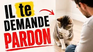 Miniature : 5 Façons Secrètes Dont Votre Chat Vous Présente Ses Excuses