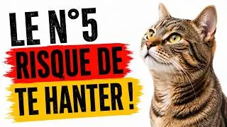 Miniature : 7 choses invisibles que seuls les chats peuvent détecter