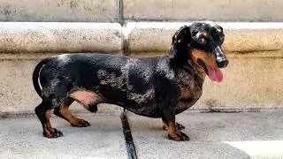 Miniature : How Our Mini Dachshund Beats the Summer Heat ☀️ | South of France