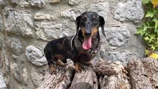 Miniature : Mini Dachshund Steps Back 1,000 Years in Time | South of France Hidden Gem