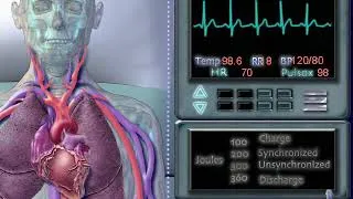 Miniature : le système cardiopulmonaire