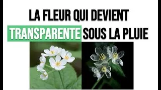Miniature : La fleur qui devient transparente sous la pluie : Diphylleia grayi