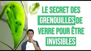 Miniature : Camouflage et invisibilité des Grenouilles de verre : utile pour développer un médicament ?