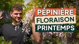 Miniature : Visite de la pépinière en AVRIL/MAI 2026 — FLORAISONS de PRINTEMPS, plantes & nouveautés 🌸