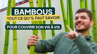 Miniature : Couvrir son vis-à-vis avec une HAIE de BAMBOUS : TOUT SAVOIR (traçants, non-traçants, entretien)