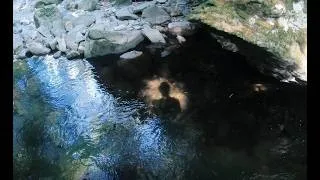 Miniature : Rencontre exceptionnelle de la "Loutre grasse"  de l'Aubrac dans la fraicheur du torrent