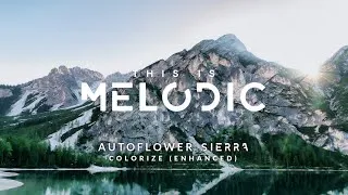 Miniature : AUTOFLOWER - Sierra (Extended Mix)